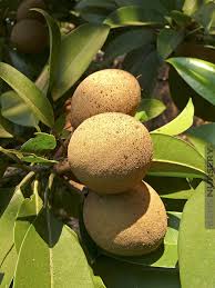 Image result for Manilkara