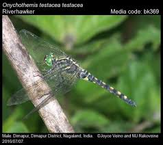 Image result for Pycnostachys orthodonta