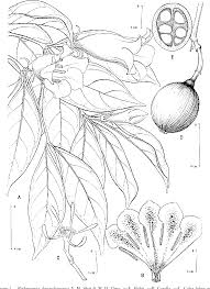 Image result for Rothmannia fischeri