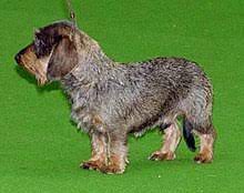 Dachshund Wikipedia