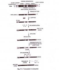 Transcription In Prokaryotes And Eukaryotes With Diagram