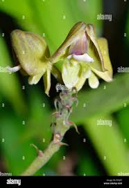 Image result for Polystachya galeata