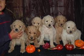 Goldendoodle price varies from breeder to breeder, and depends on numerous factors like coat type and color, size, breeder experience. F2 Goldendoodle Puppies Price 500 00 For Sale In Alliance Nebraska Best Pets Online Goldendoodle Goldendoodle Puppy Puppies