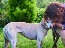 Lorem ipsum dolor sit amet, consectetur adipiscing elit, sed do eiusmod tempor incididunt ut labore did you hear the news? Sudden Dog Track Closures Leave Over 1 000 Homeless Greyhounds Bungalower