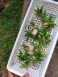 Image result for Eriocaulon truncatum