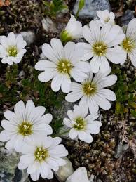 Image result for Cerastium