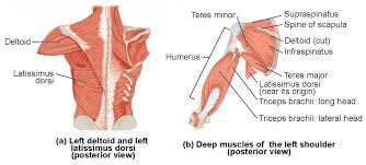 Mainly produce wrist and/or finger extension, and thumb abduction. Muscles Of The Pectoral Girdle And Upper Limbs Anatomy And Physiology I