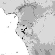 Image result for Tricalysia pallens