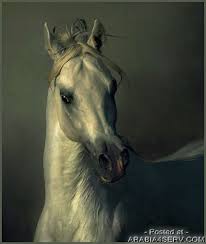 مدونة شريف نزيه أكبر و أجمل صور للخيول العربيه 2013 horses horse photography beautiful horses photography