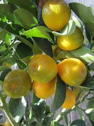 Componi la tua cesta di frutta esotica da mettere come centrotavola durante il cenone della vigilia di natale o capodanno seguendo i consigli di fruttattiva! Fukushu Kumquats By Ualani Via Flickr Frutta