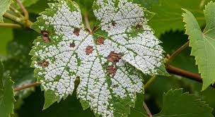 Image result for peronospora grapevine