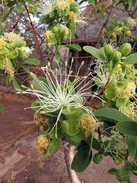 Image result for Maerua angolensis