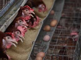 Biasanya mereka nan ingin bekerja di lowongan jika anda berminat dengan job kerja peternakan ayam malaysia malaysia ini segera hubungi kami nusantara pjtki pimpinan bapak ahmad maimun. Bantu Ketahanan Pangan Peternakan Ayam Modern Mulai Dibangun Di Yogyakarta Bisnis Liputan6 Com