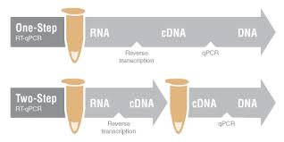 Heat the reaction strongly to separate, or denature, the dna. Choice Of One Step Rt Qpcr Or Two Step Rt Qpcr Neb