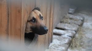 besplatnaya sterilizaciya koshek i sobak krasnoyarskie zoozashitniki vyigrali grant na 5 millionov rublej