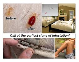 While disease transmission isn't a particular concern with bed bugs, health issues may arise from the presence of bed bugs. Js Pest Control Bed Bugs Extermination Learn Do You Have Bed Bugs