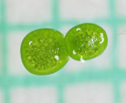 Image result for Wolffia