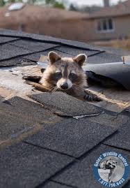 Common searches that lead to this page: Is The Mild Spell In The Gta Promoting Mating Raccoon Hole In Roof In Vaughn Gates Wildlife Control