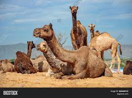 Rajasthan india annual camel and livestock fair. Camels Pushkar Fair Image Photo Free Trial Bigstock