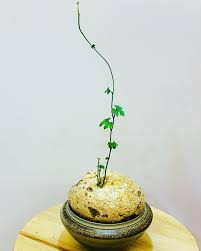 Image result for Pyrenacantha