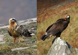 Mit etwa 125 tagen können die jungvögel fliegen. Hoch Uber Den Alpen Bartgeier Oder Steinadler Simplyscience