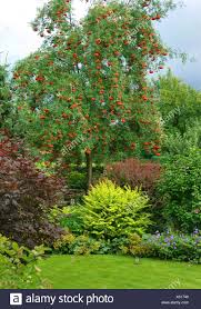 Dass die eberesche, auch vogelbeere genannt, sogar heilwirkungen hat, ist jedoch nicht mal allen eingeweihten bekannt. Europaische Vogelbeerbaum Eberesche Sorbus Aucuparia Rosina Sorbus Aucuparia Rosina Sorte Rosina In Einem Garten Deutschland Stockfotografie Alamy