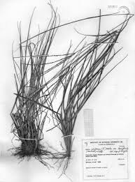 Image result for Digitaria monodactyla
