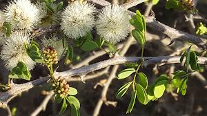Image result for Acacia mellifera