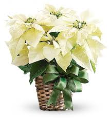 Consegna online Stella di Natale Bianca - Puntoflora