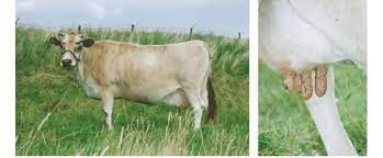 1 The Jersey Cow Yrsa At The Age Of 25 Years And After Milking Download Scientific Diagram