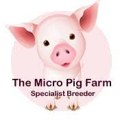 Sell and buy pets throughout northern ireland. The Micro Pig Farm Ireland Home Facebook