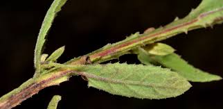 Image result for Laggera