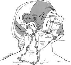 How to drain lymph nodes in neck. 2 Lymph Node Drainage Of The Head And Neck 24 Download Scientific Diagram