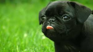 Hd wallpapers and background images. 50 Free Dog Wallpaper For Laptop On Wallpapersafari
