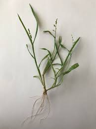 Image result for Urochloa arrecta