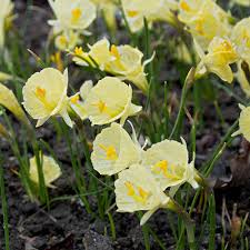 Narcissus Romieuxii Julia Jane
