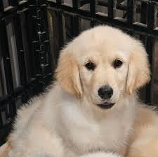 My girl, Maple, is finally 1 today!!! Happy birthday sweet girl 💗🥰