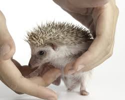 pet hedgehog handling & grooming