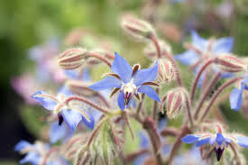 Image result for Borago officinalis