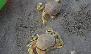 Jun 27, 2021 · dengan peralatan yang serba sederhana seperti mesin chainsaw, gergaji kayu, palu, alat ketam kayu tradisional, pahat, obeng, solder, parang dan pahat mereka mampu mengolah drum plastik bekas bulat menjadi perahu. Profil Ketam Kuning Cara Mudah Menangkapnya Umpan