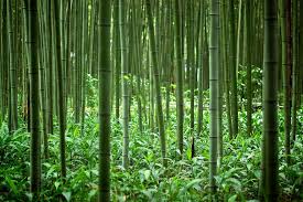 After years of planting and maintaining bamboo, i am aware of both its. Benefits Of Bamboo Farm Income Opportunities Moso Bamboo Florida