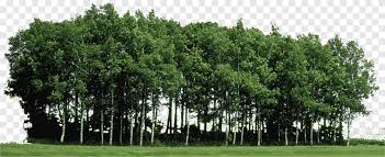 Birch Material Tree Forest Png Pngegg 11,896 transparent png illustrations and cipart matching forest. birch material tree forest png pngegg