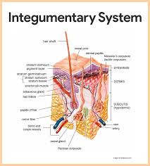 Mechanical digestion breaks down large pieces into smaller ones without altering their chemical composition while chemical digestion breaks food into simpler chemicals and involves enzymes. Integumentary System Anatomy And Physiology Nurseslabs