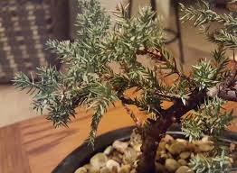If your bonsai is too dry, that would be why your leaves are turning yellow. Urgent Bonsai Juniper Tree Turning Brown Please Help Helpfulgardener Com