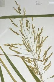 Image result for Leersia