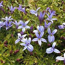 Image result for Nicolasia pedunculata