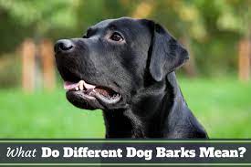 What Do Different Dog Barks Mean What Is Your Lab Saying