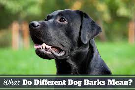 Dogs bark for various reasons. What Do Different Dog Barks Mean What Is Your Lab Saying