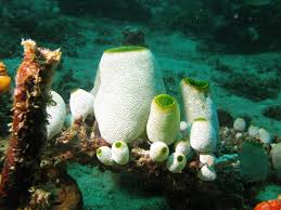 Image result for Tunicate green