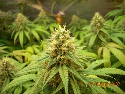 Shop for induction grow lighting on our site now! Magnetic Induction Grow Lights Plasma Grow Lights Do They Work Grow Weed Easy